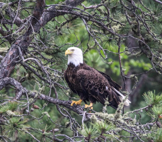 Eagle Sitting On Tree Branch Aspect Ratio 529 465