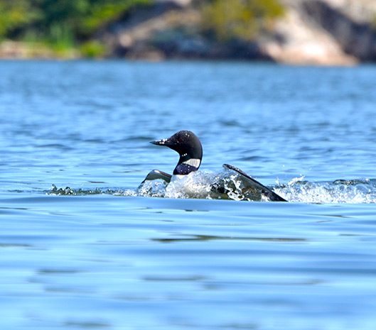 Loon Surfacing From The Water Aspect Ratio 529 465