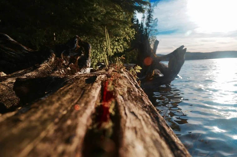 Plantes poussant sur des troncs d'arbre au bord de l'eau propre